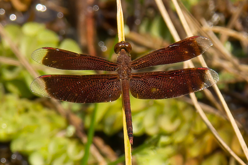 Neurothemis ramburii.jpg